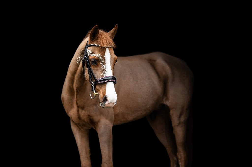 C springpony, Poney C (1.27 m à 1.37m), Avec puce électronique, 11 ans ou plus, Hongre