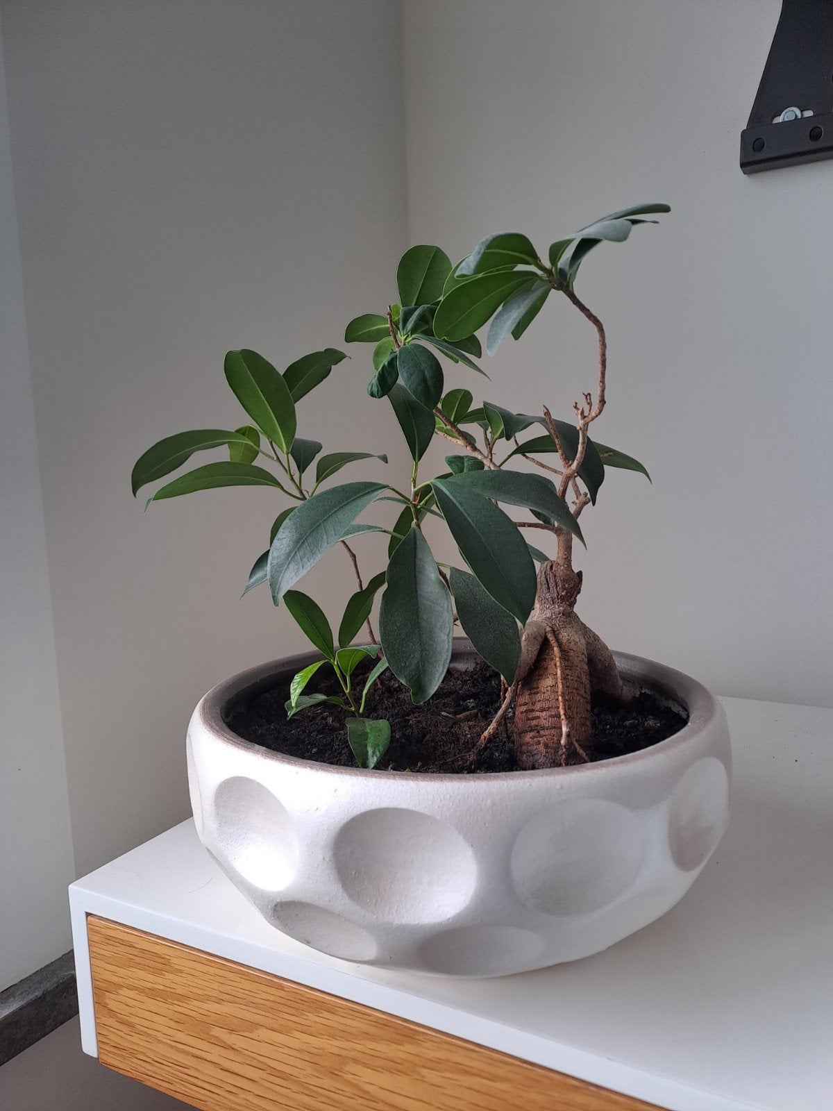 Ficus Ginseng bonsai, Tuin en Terras, Ophalen, Gebruikt