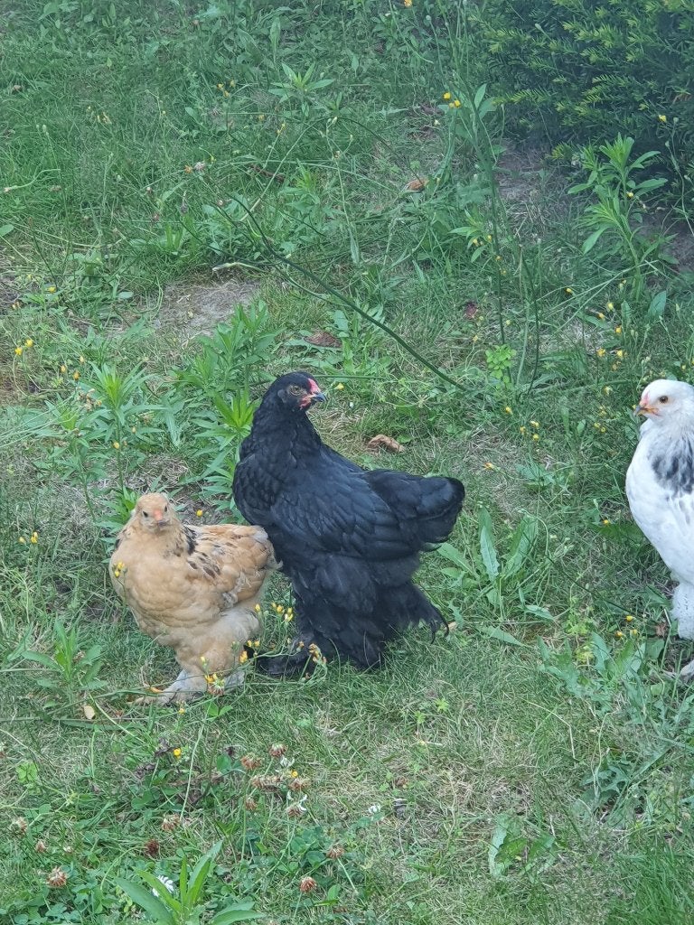 Brahma haan gratis!!!, Dieren en Toebehoren, Mannelijk, Kip