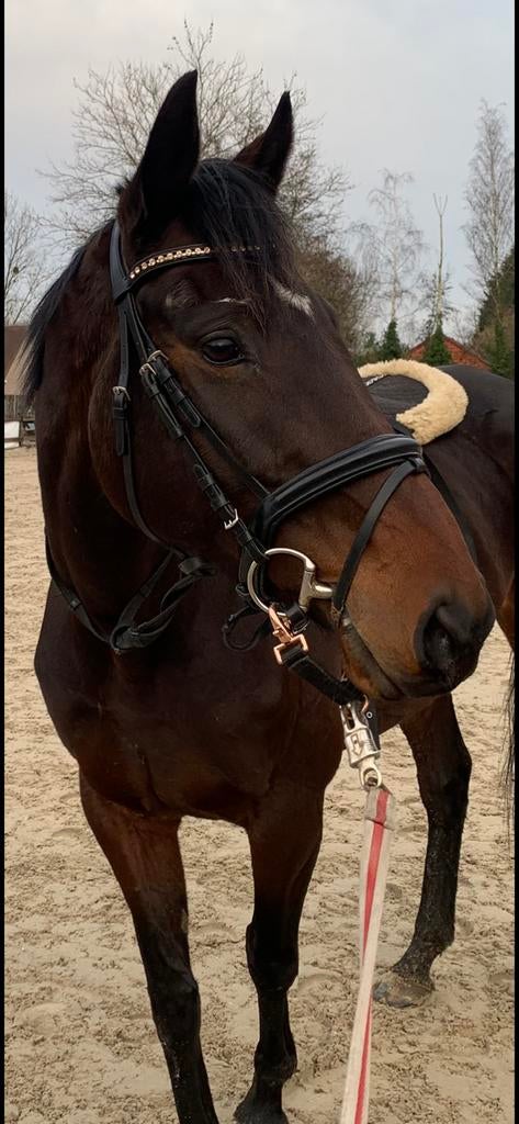 Project/recreatie/draag merrie te koop, Animaux & Accessoires, Chevaux, Jument