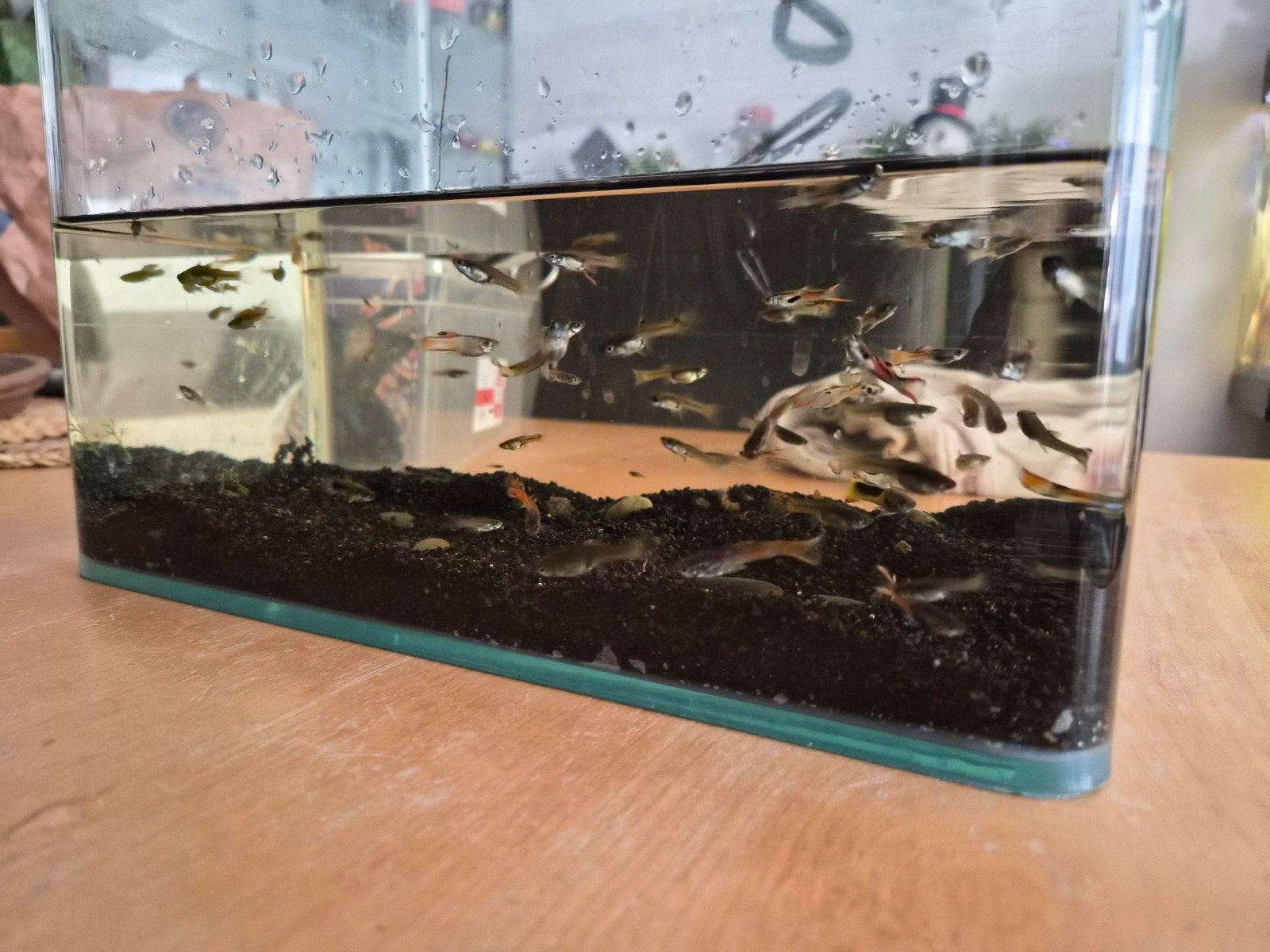 Guppys a donner, Dieren en Toebehoren