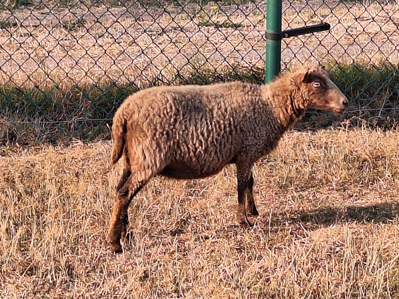 mooie raszuivere ouessant dwergschaap ooi, Femelle, Mouton
