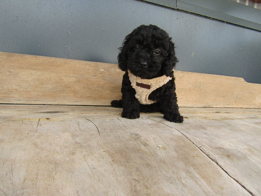 Poedel puppy's zwart, Dieren en Toebehoren, Poedel, Parvo, België, 8 tot 15 weken