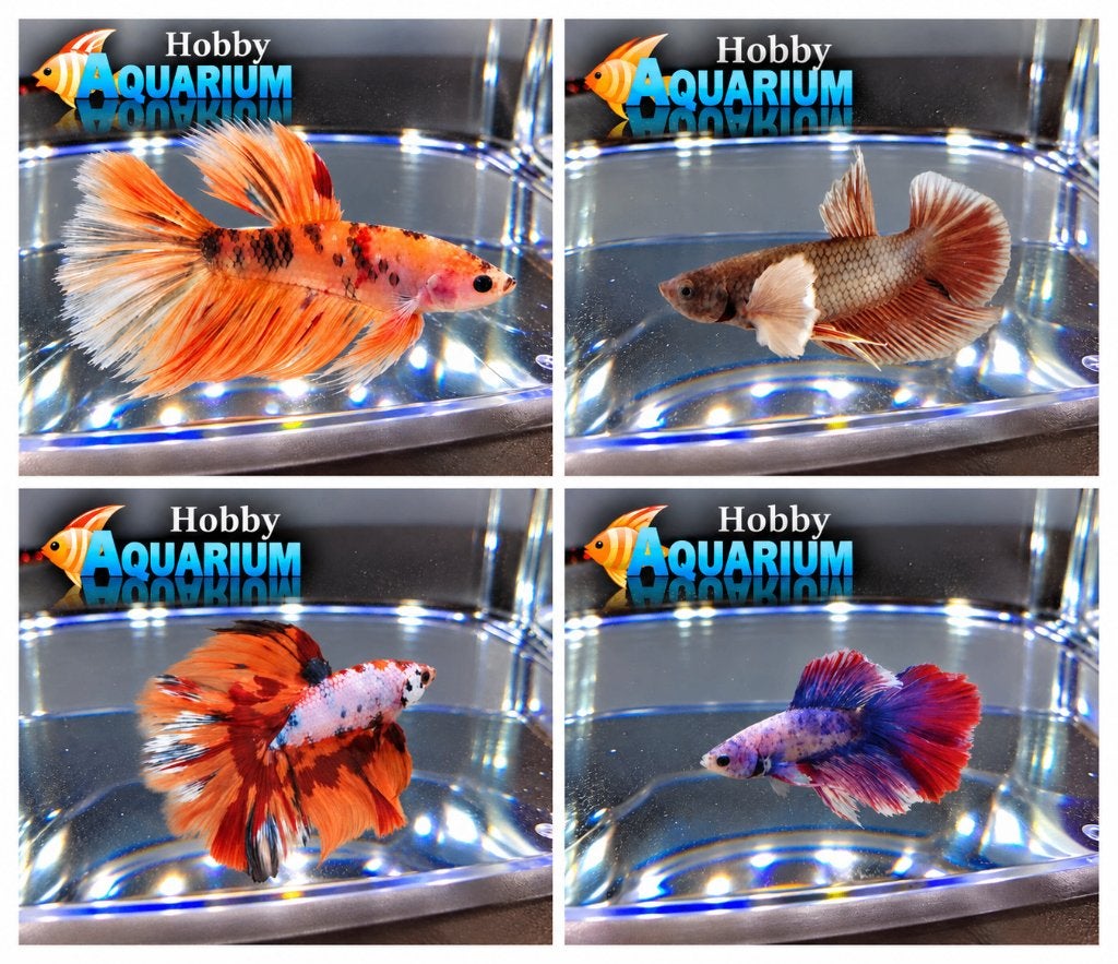 Hobbyaquarium Betta Splendes 35 soorten 22/23/24/25 oktober, Dieren en Toebehoren, Vis, Zoetwatervis