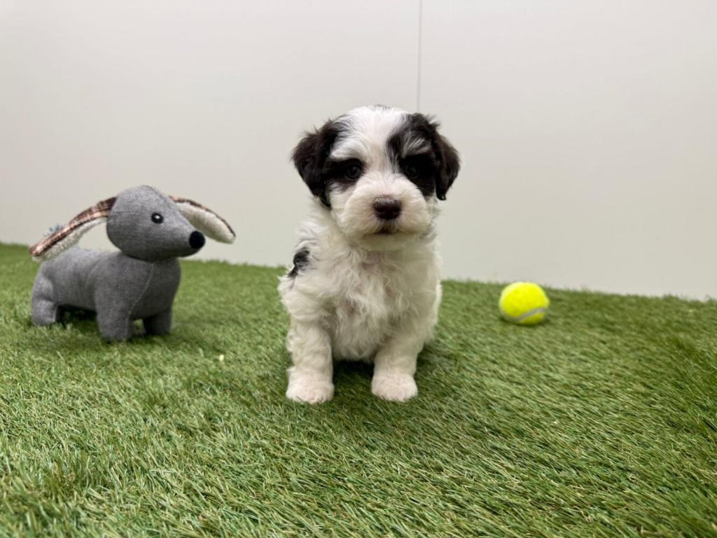 Nestje Havanezer pups