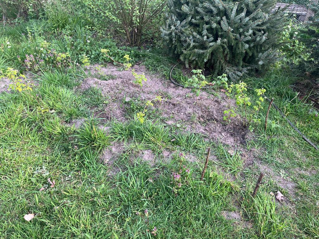 Framboos - Rubus idaeus, Ophalen, Zomer, Eenjarig, Fruitplanten