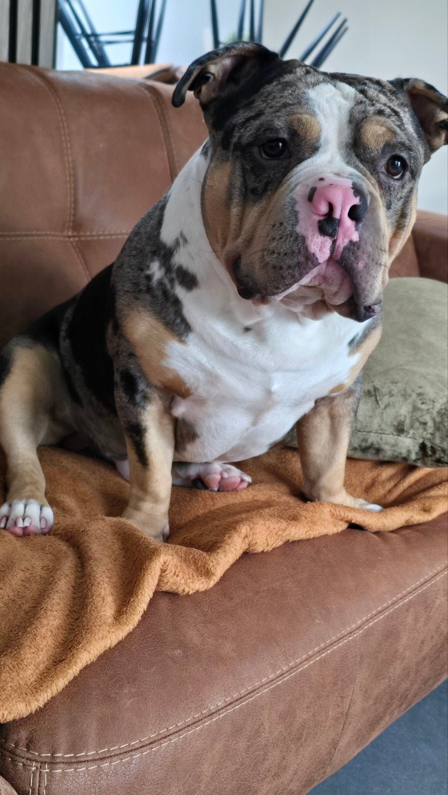 pocket bully ,dekreu, Animaux & Accessoires, 1 à 2 ans, Particulier, Chien (mâle), Autres races