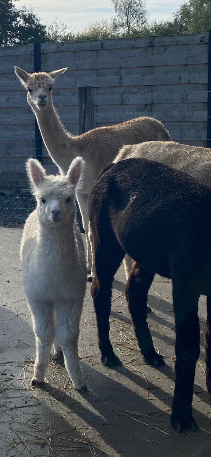 Alpaca’s, Dieren en Toebehoren