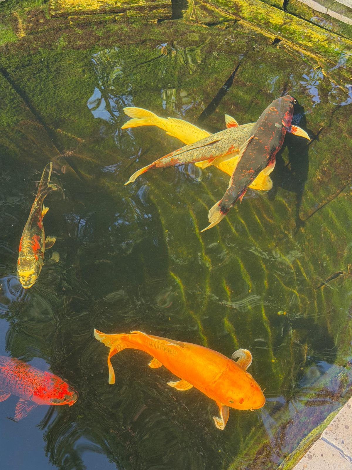 Pêche à la carpe koï japonaise, Carpe ou Koï
