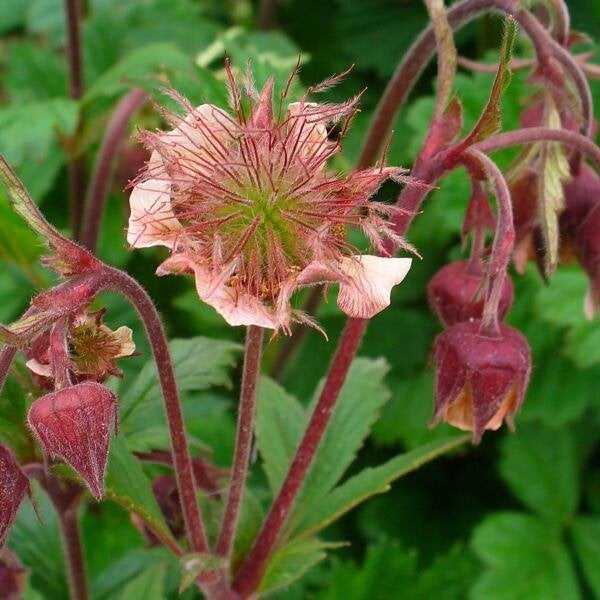 1 geum rivale in pot oranje -rose  kleur, Tuin en Terras, Ophalen, Vaste plant
