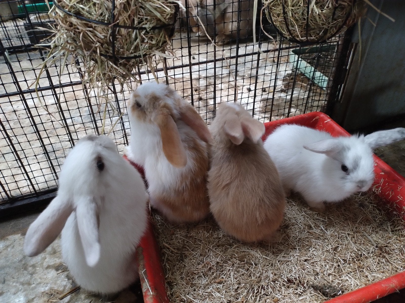 dwerghangoortjes, minilop, Dieren en Toebehoren, Meerdere dieren, Dwerg, Hangoor, 0 tot 2 jaar