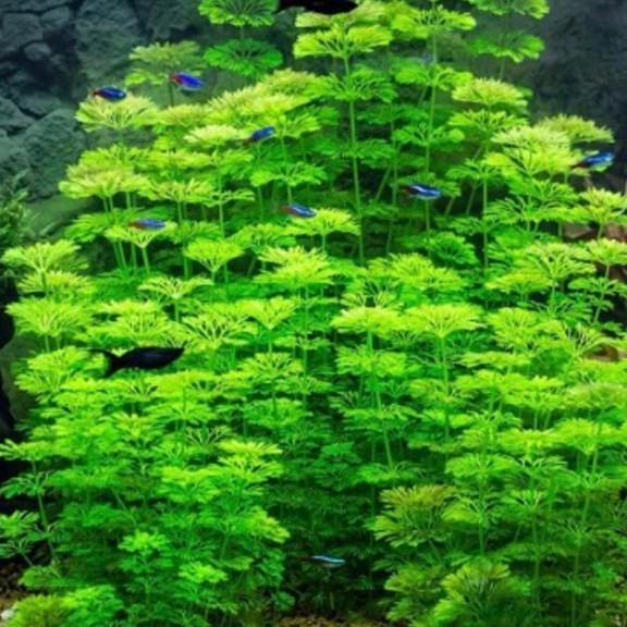 Aquariumplant, Dieren en Toebehoren, Ophalen