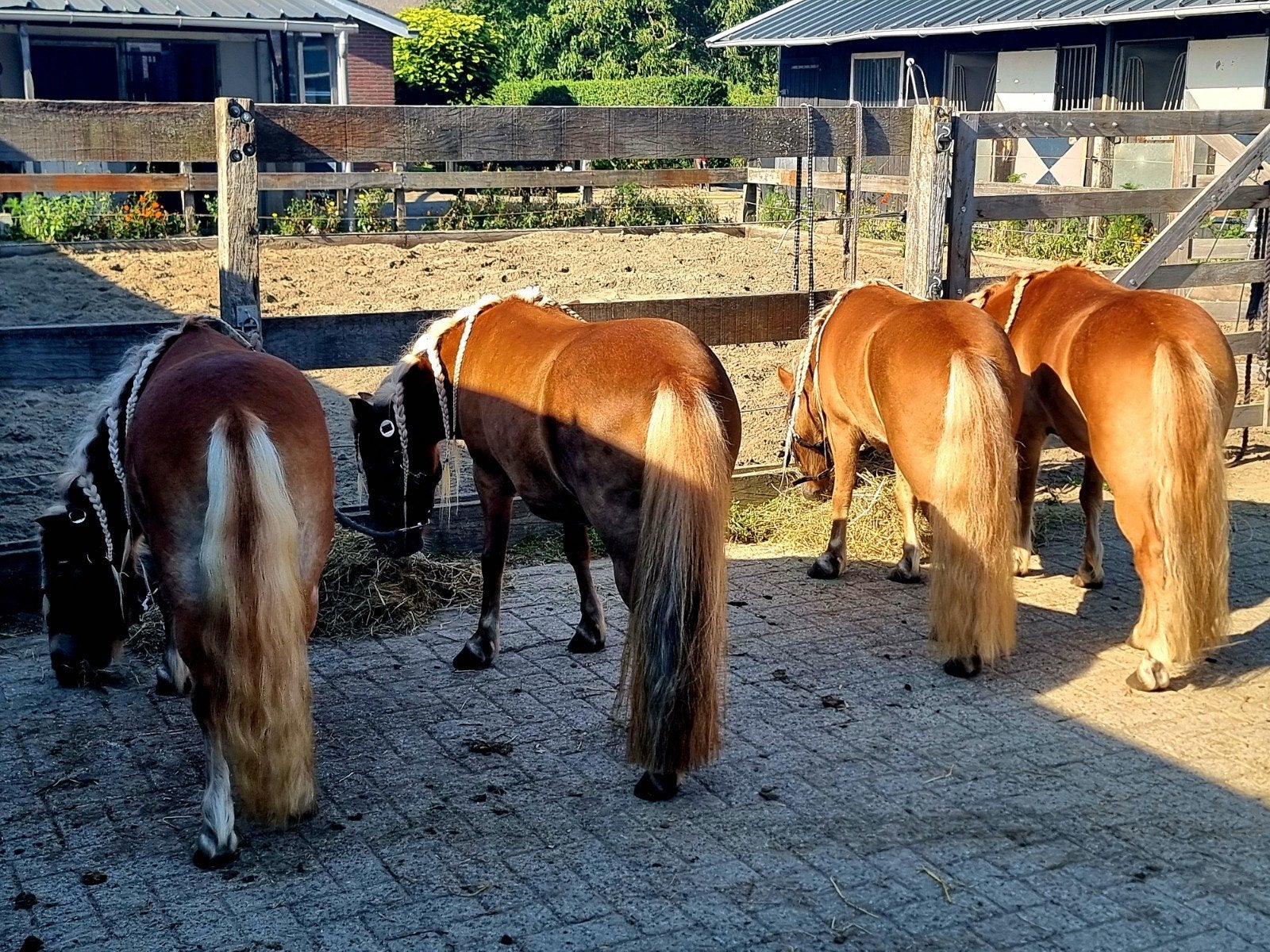 De beaux Shetlanders avec du papier !, Plusieurs animaux, Non dressé, Poney A (jusqu'à 1.17 m), Avec pedigree