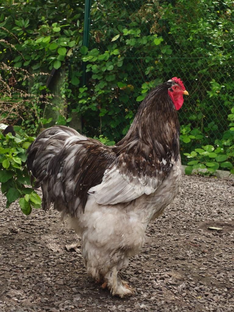 Brahma haan, Dieren en Toebehoren