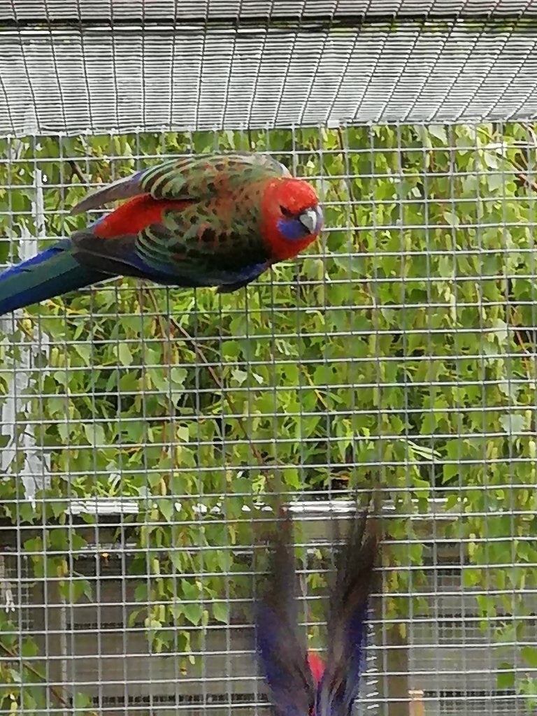 wildkleur penant, Femelle, Perruche, Bagué