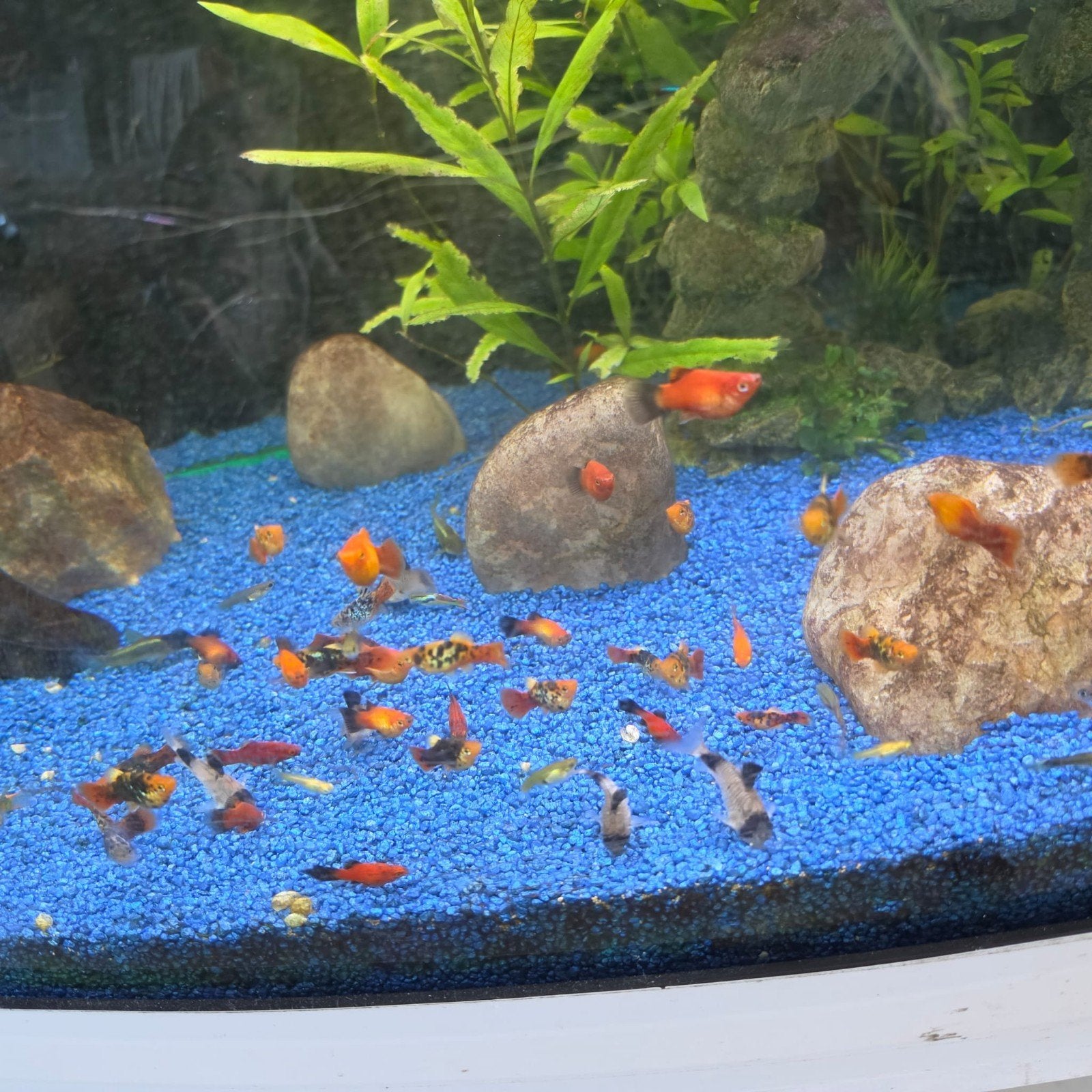 mix vissen, Dieren en Toebehoren, Vissen | Aquariumvissen