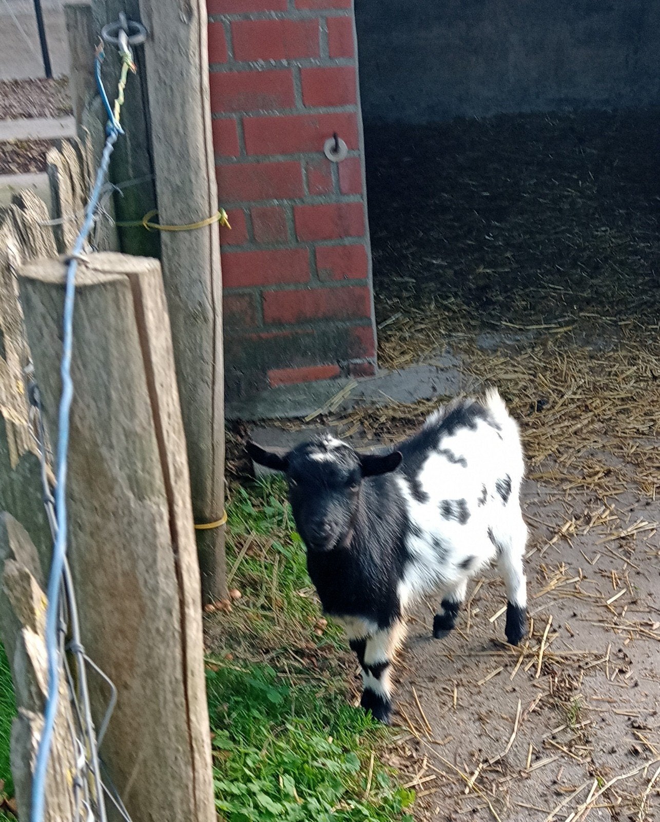 Mooi hoornloos klein dwerggeit bokje, Animaux & Accessoires, Mâle, Chèvre, 0 à 2 ans