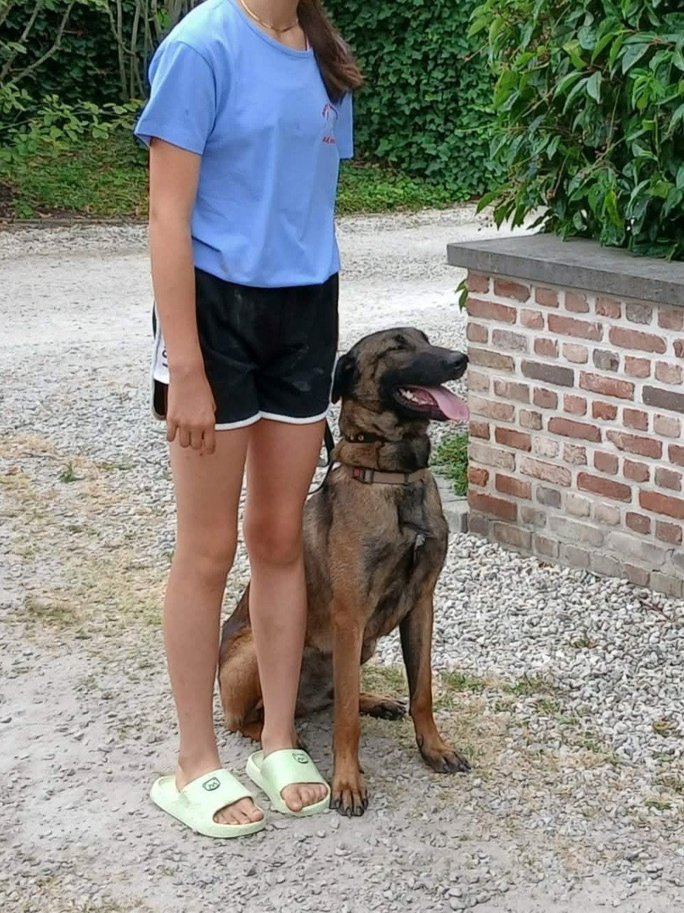 Belle chienne de berger de Malines avec FCI, 1 à 2 ans, Maladie de Carré (chiens), Chienne, Éleveur | Loisir