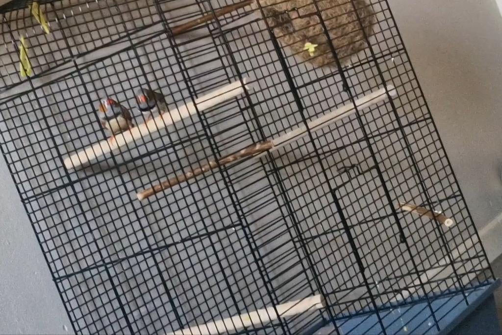 2 Zebravinken mannelijk gezond, Mannelijk, Tropenvogel