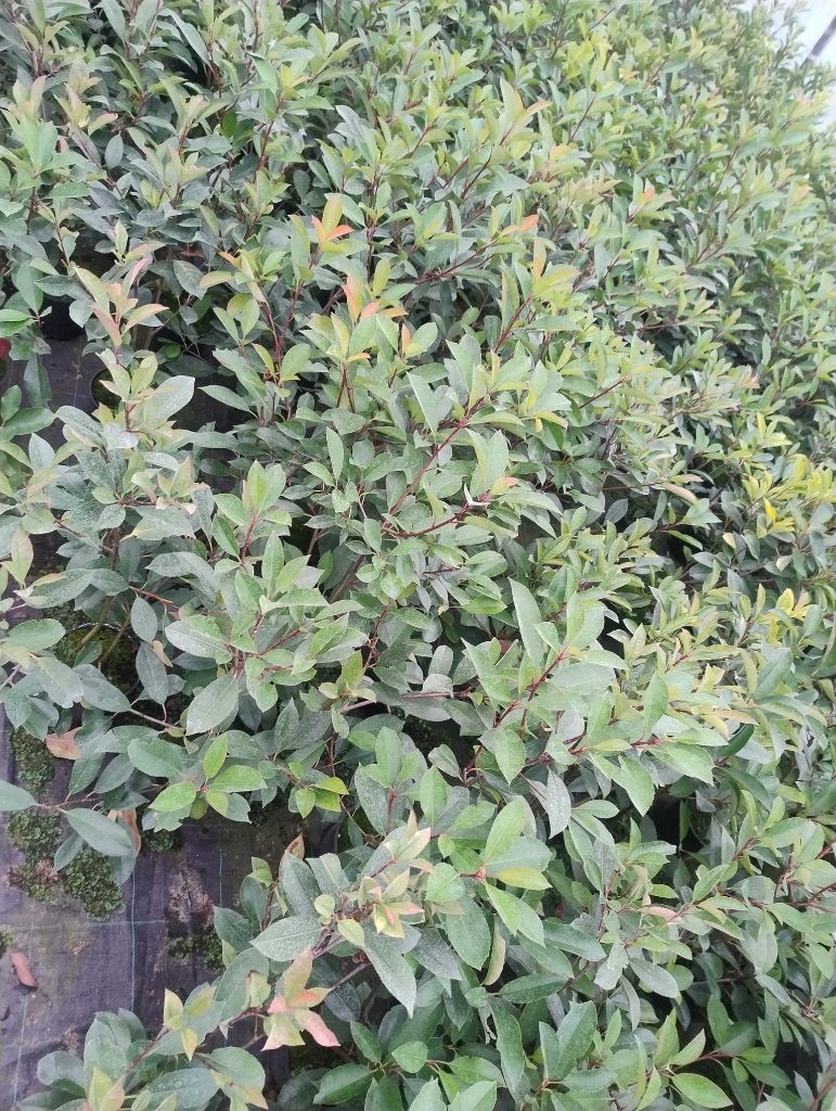 Haagplanten - photinia red robin + 60cm, Ophalen, Overige soorten, Haag, Minder dan 100 cm