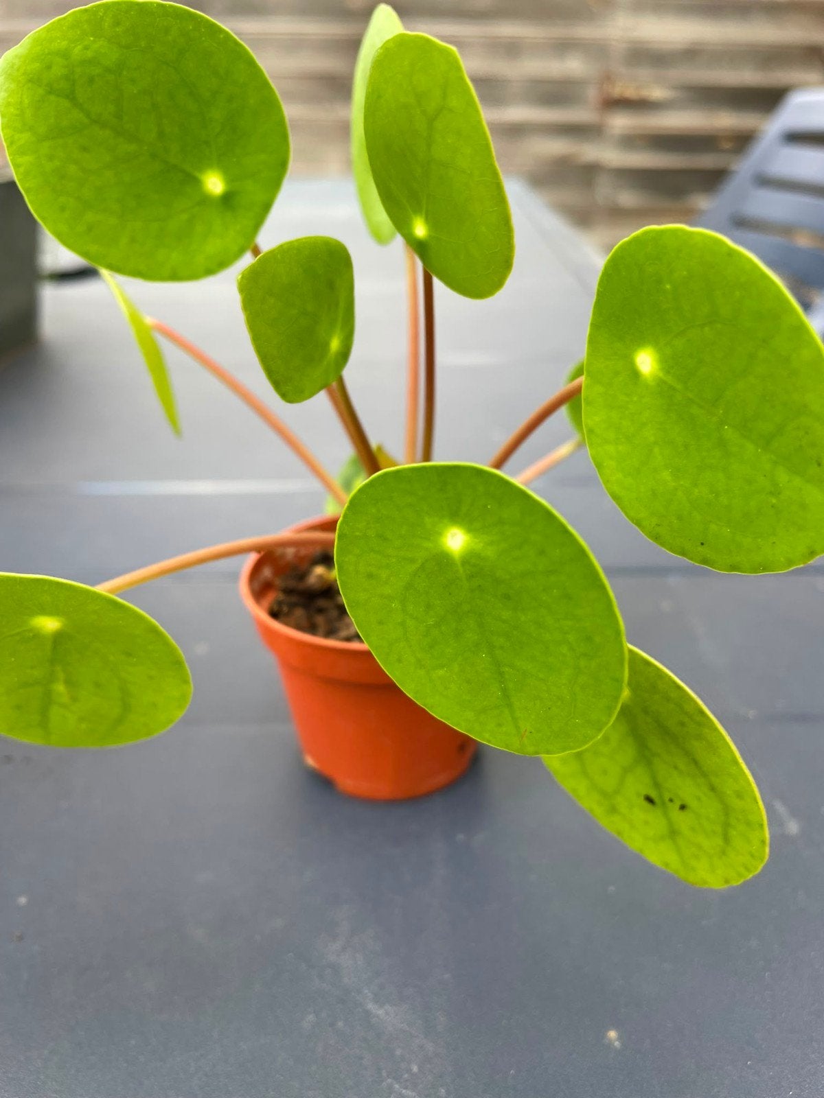 pannenkoekenplantjes, Ophalen, Halfschaduw