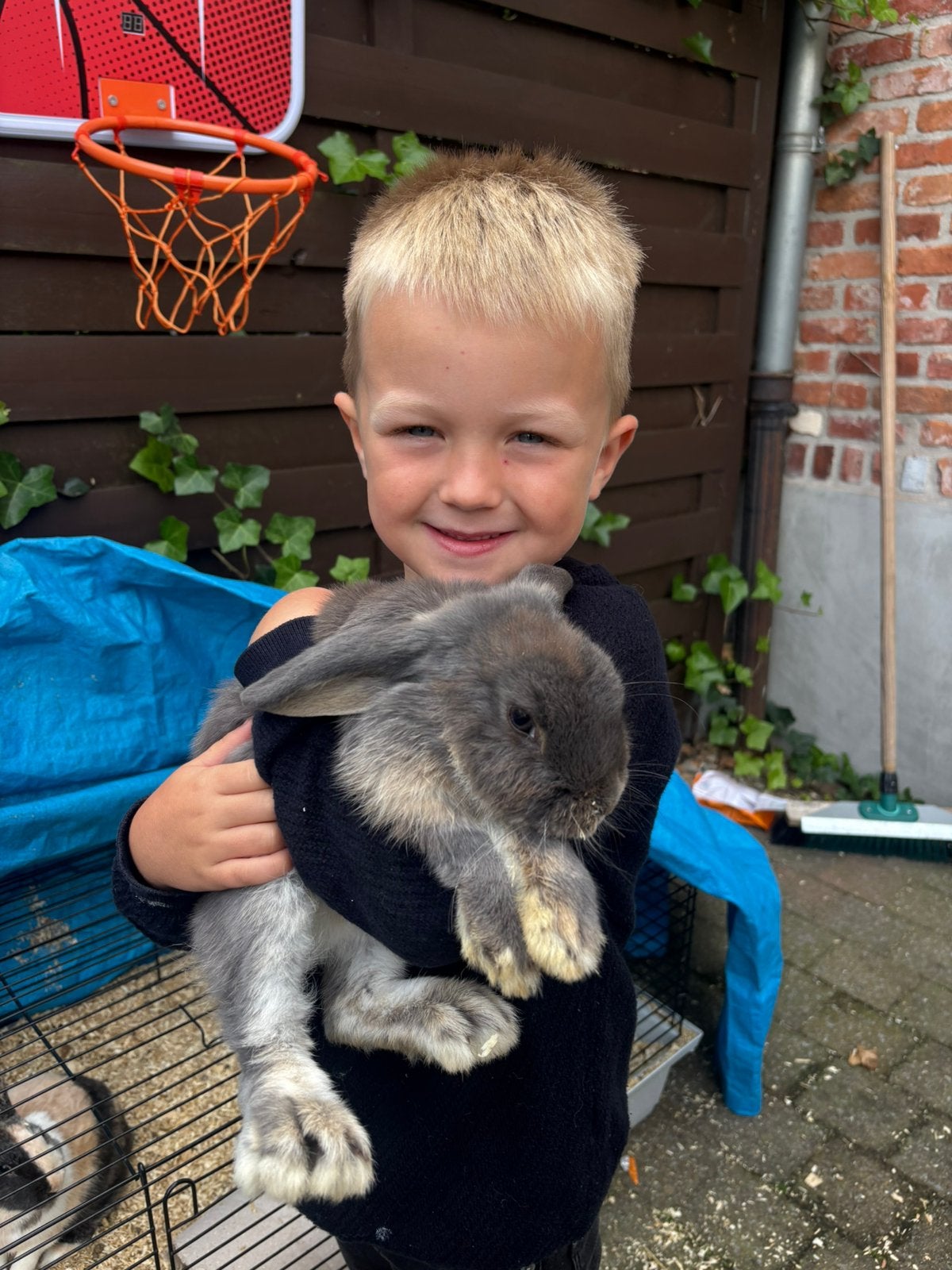 3 jonge konijntjes van +- 8 maand te koop, Dieren en Toebehoren, Meerdere dieren, Klein, Hangoor, 0 tot 2 jaar
