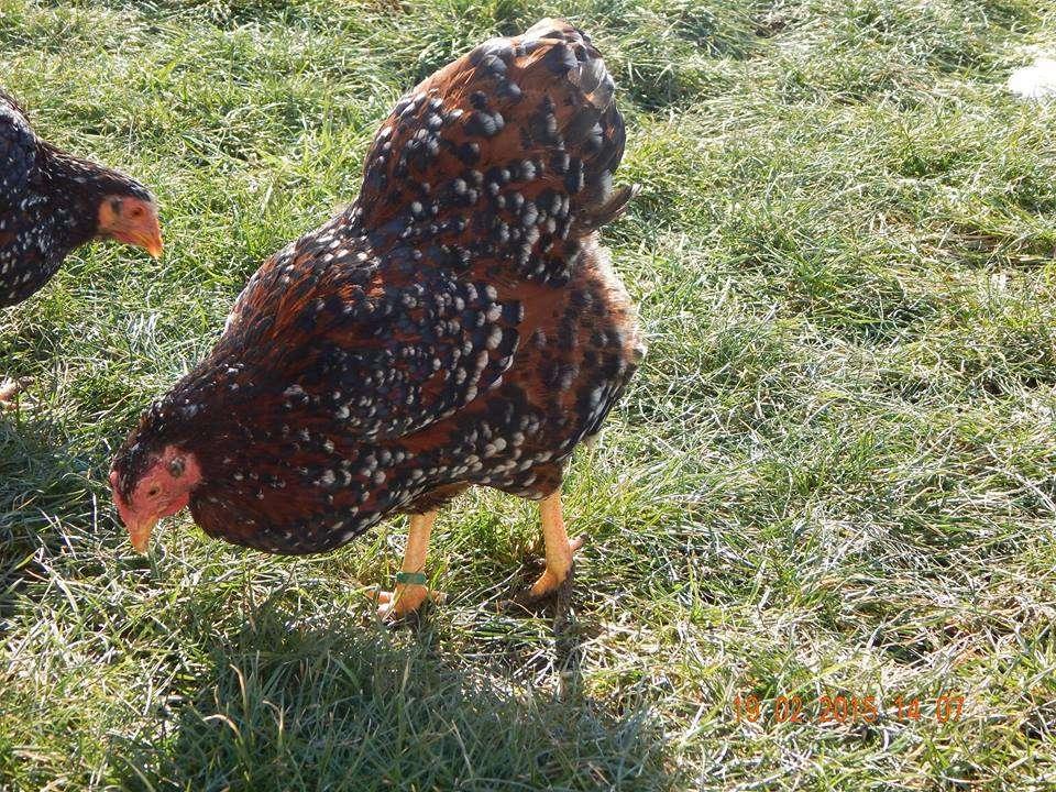 Wyandotte bantam et de nombreuses autres races 4+1 gratuits, Femelle, Poule ou poulet