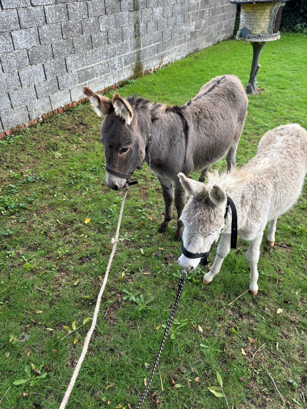 2 lieve mini-ezels, Dieren en Toebehoren