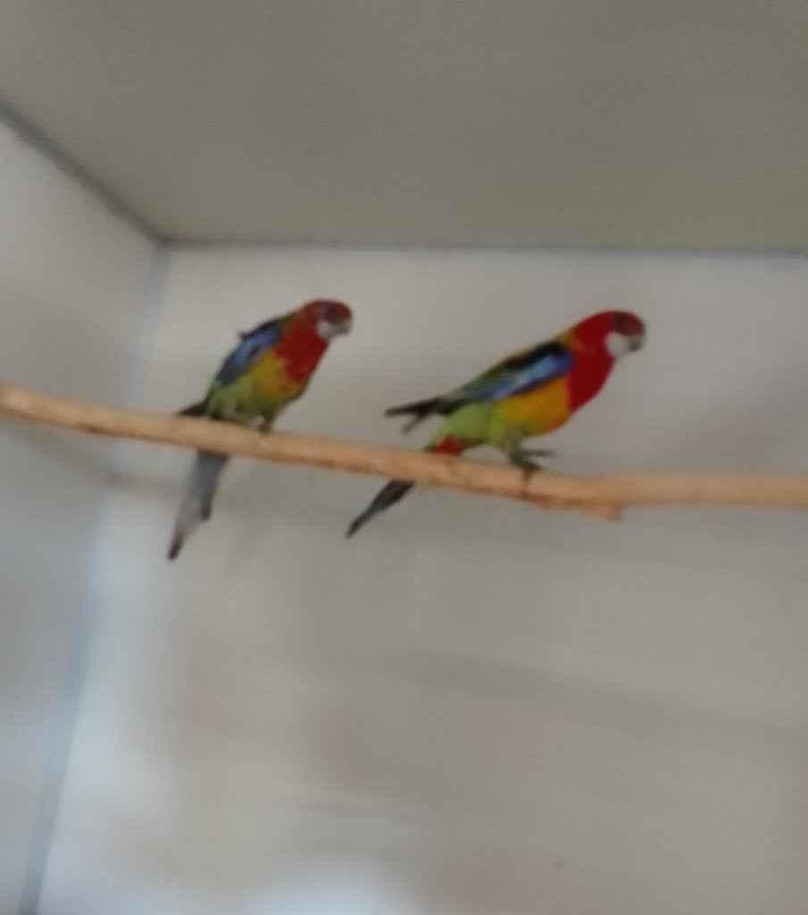Rosella's, Meerdere dieren, Papegaai, Geringd