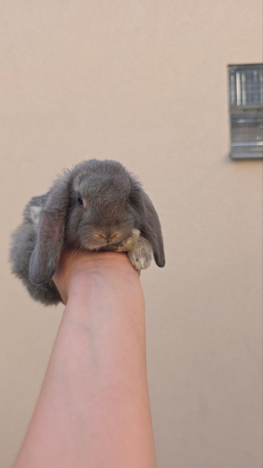 babykonijntjes zoeken een liefdevol huisje! (nog 1 jongetje), Dieren en Toebehoren, Konijnen
