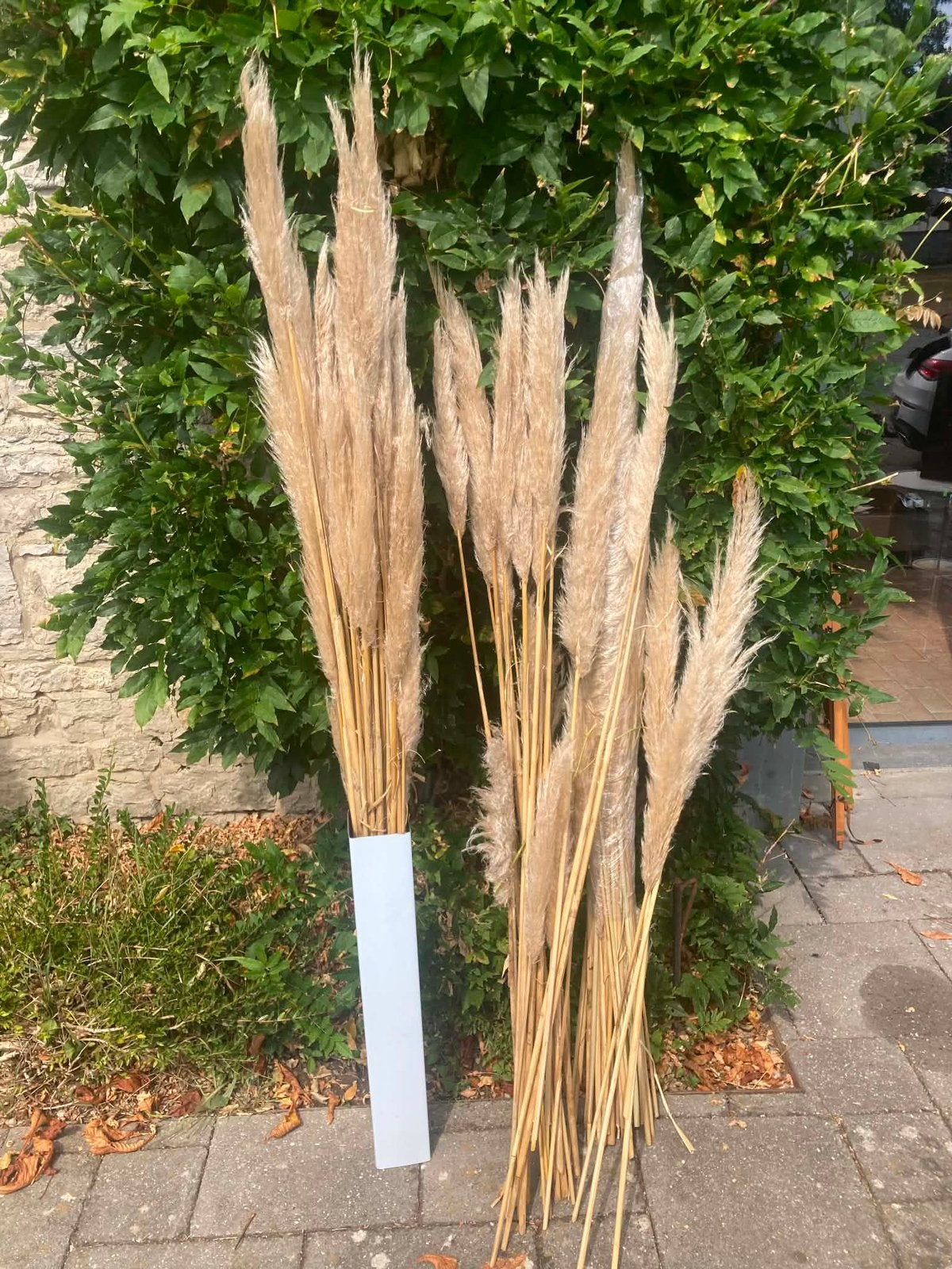 Lot de pampas, Enlèvement ou Envoi