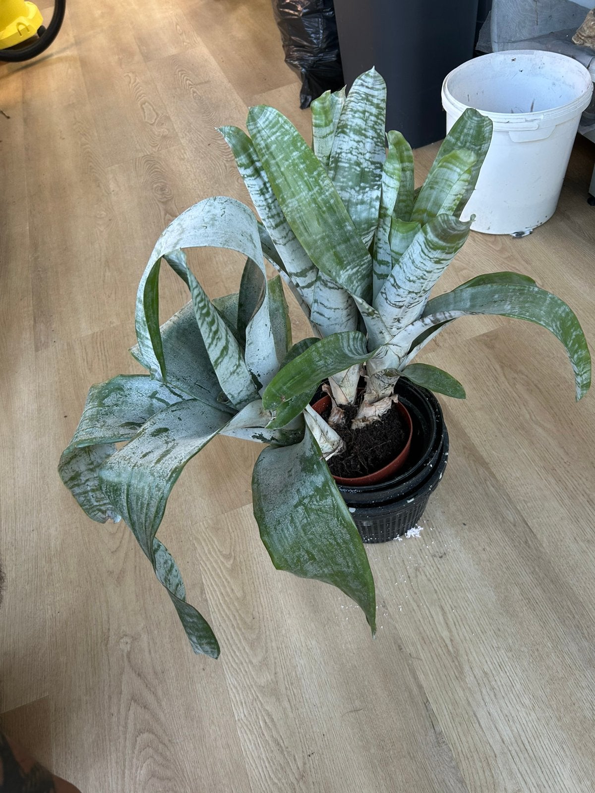 Bromelia, Ophalen