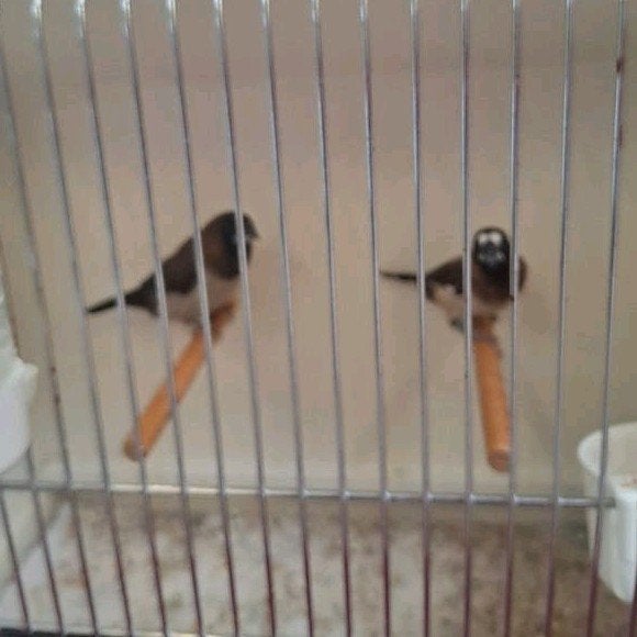 Japanse meeuwtjes, Dieren en Toebehoren