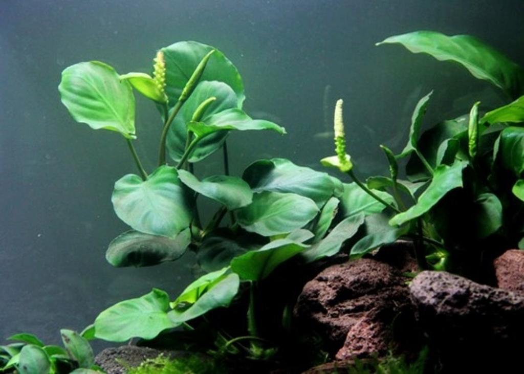 Noord aziatische modderkruipers, anubias, Dieren en Toebehoren, Vissen | Aquaria en Toebehoren, Ophalen, Zo goed als nieuw