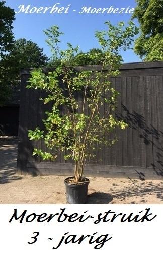 Witte Moerbei-planten (Morus alba) 50/70 cm, in pot, 10€/st., Tuin en Terras, Planten | Tuinplanten, Volle zon, Vaste plant, Ophalen of Verzenden