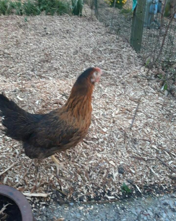 Legkippen te koop