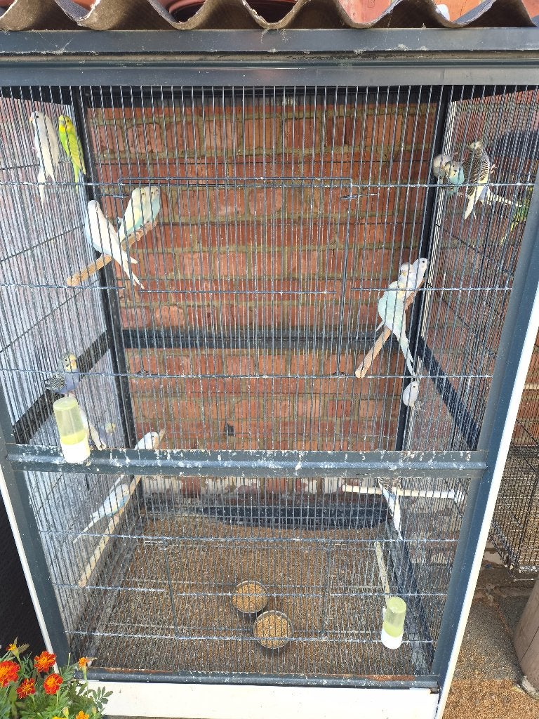 Jongen van dit jaar, Dieren en Toebehoren, Parkiet