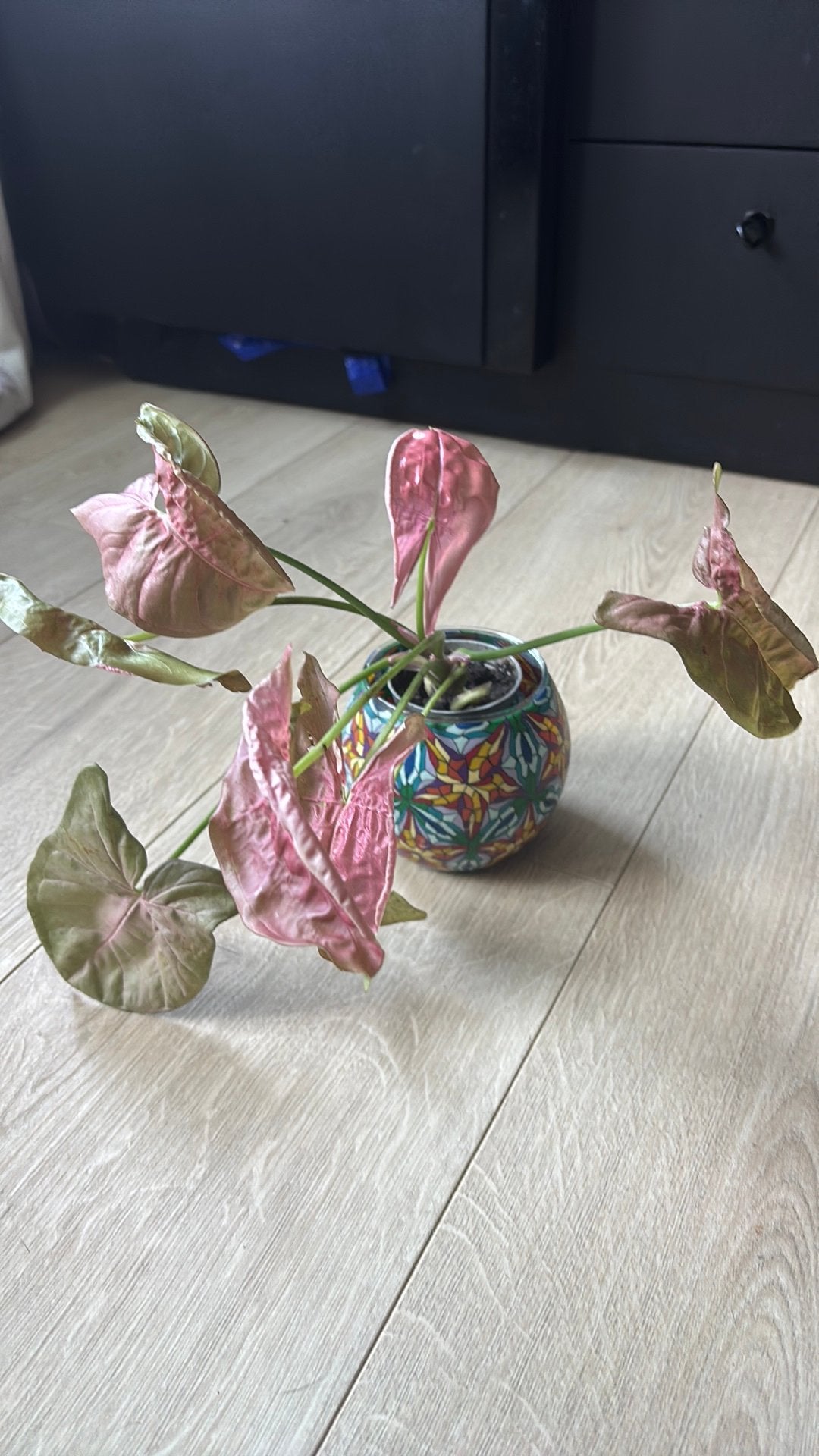 Trendy Pink Syngonium Arrowhead Plant with pretty glass pot, Huis en Inrichting, Ophalen