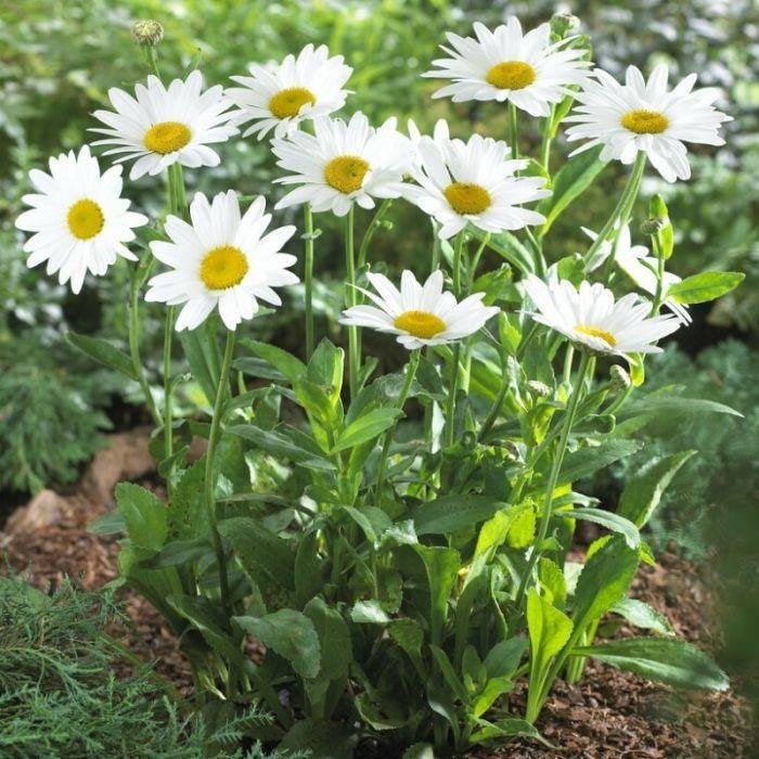 5 x margriet  in pot, Tuin en Terras, Ophalen, Vaste plant
