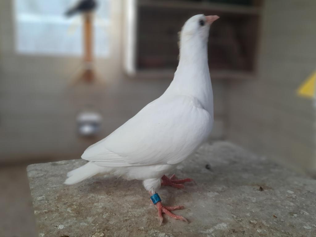 3 jonge duiven., Dieren en Toebehoren, Vogels | Duiven