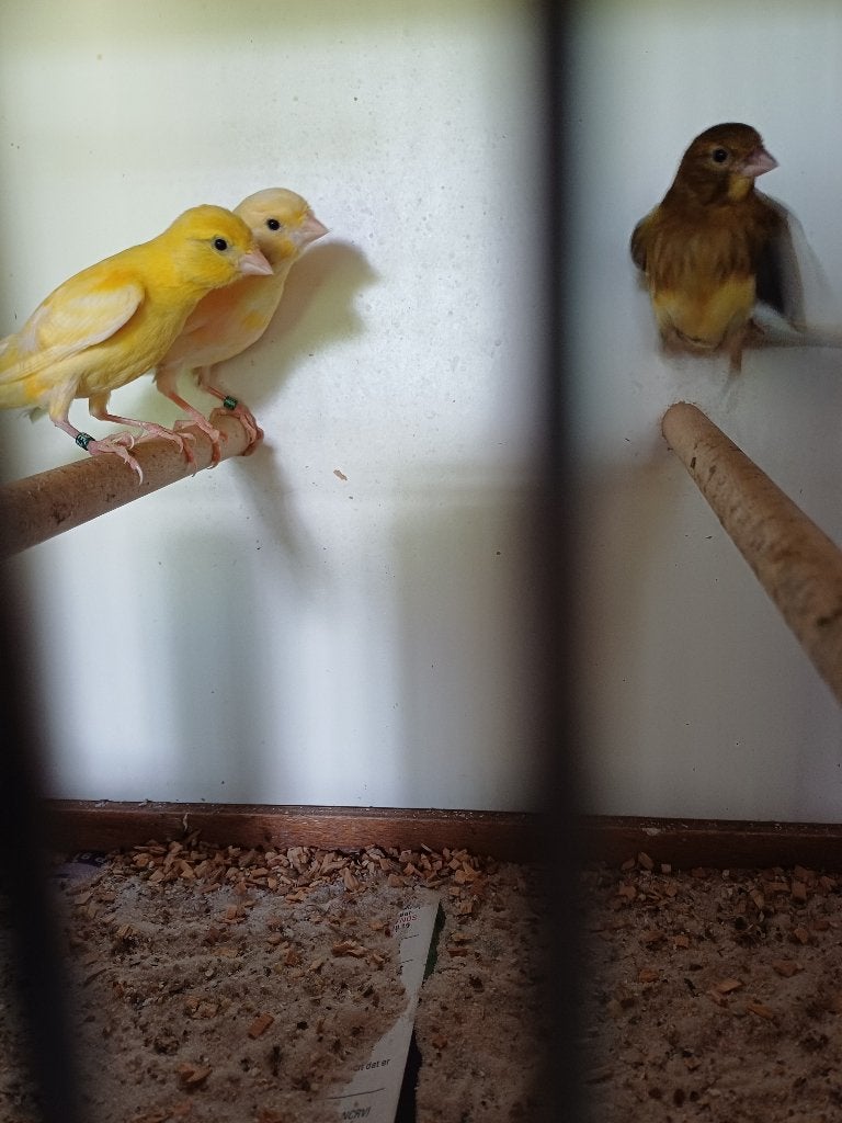 Dieren, Dieren en Toebehoren, Mannelijk, Zangkanarie