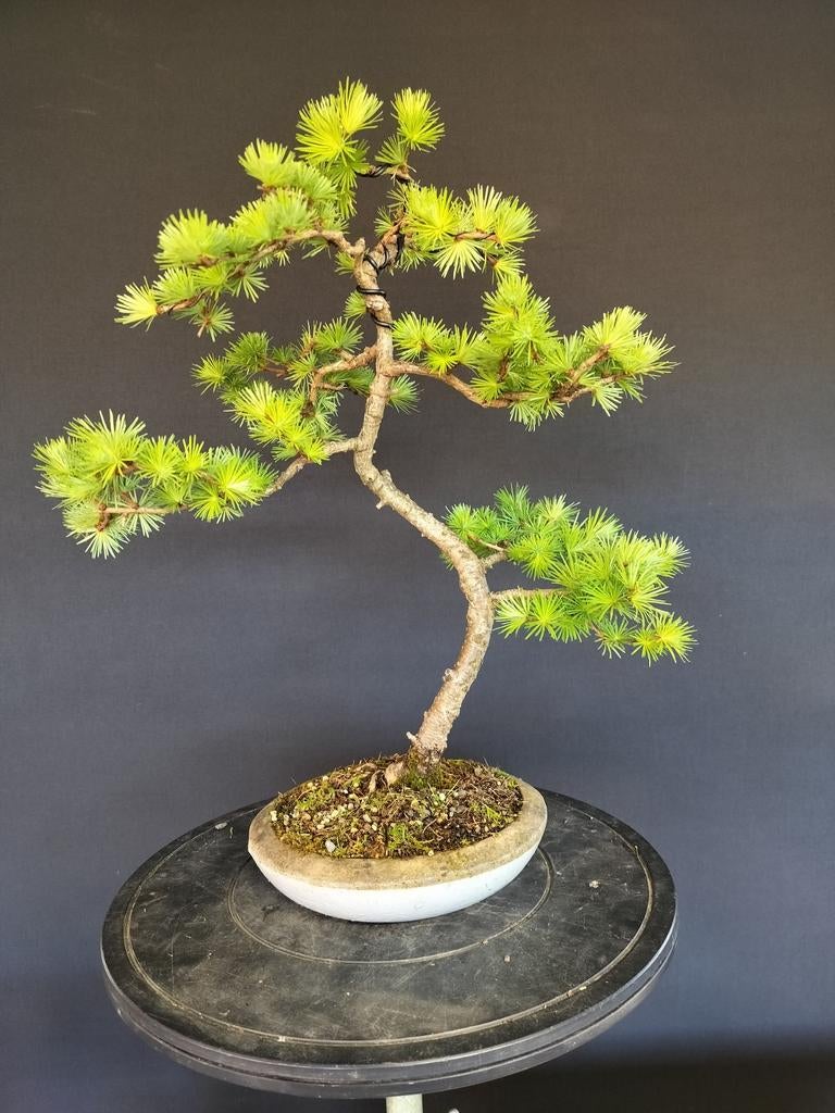Larix bonsai, Tuin en Terras, Ophalen