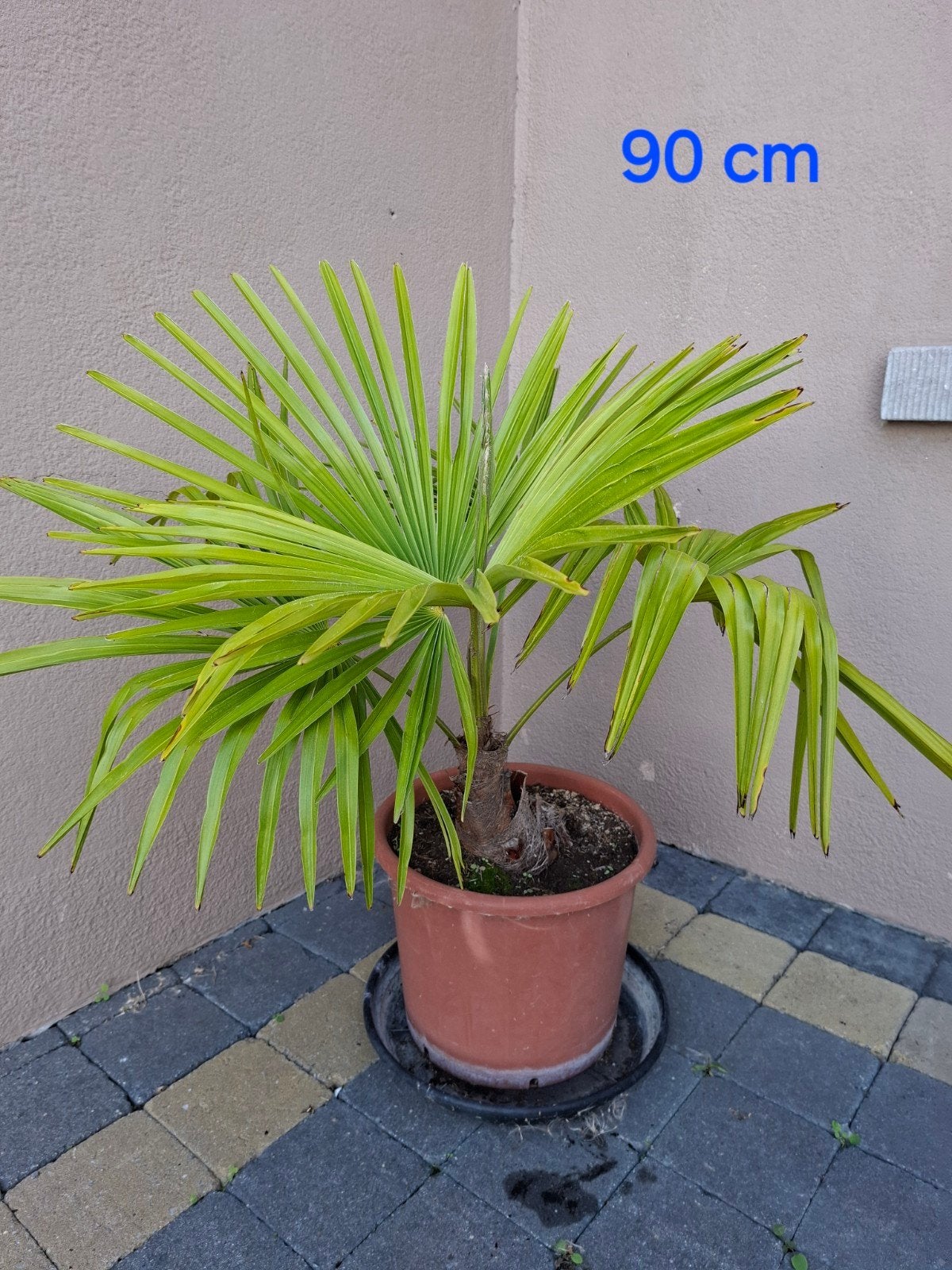 trachycarpus fortunei, Tuin en Terras, Ophalen