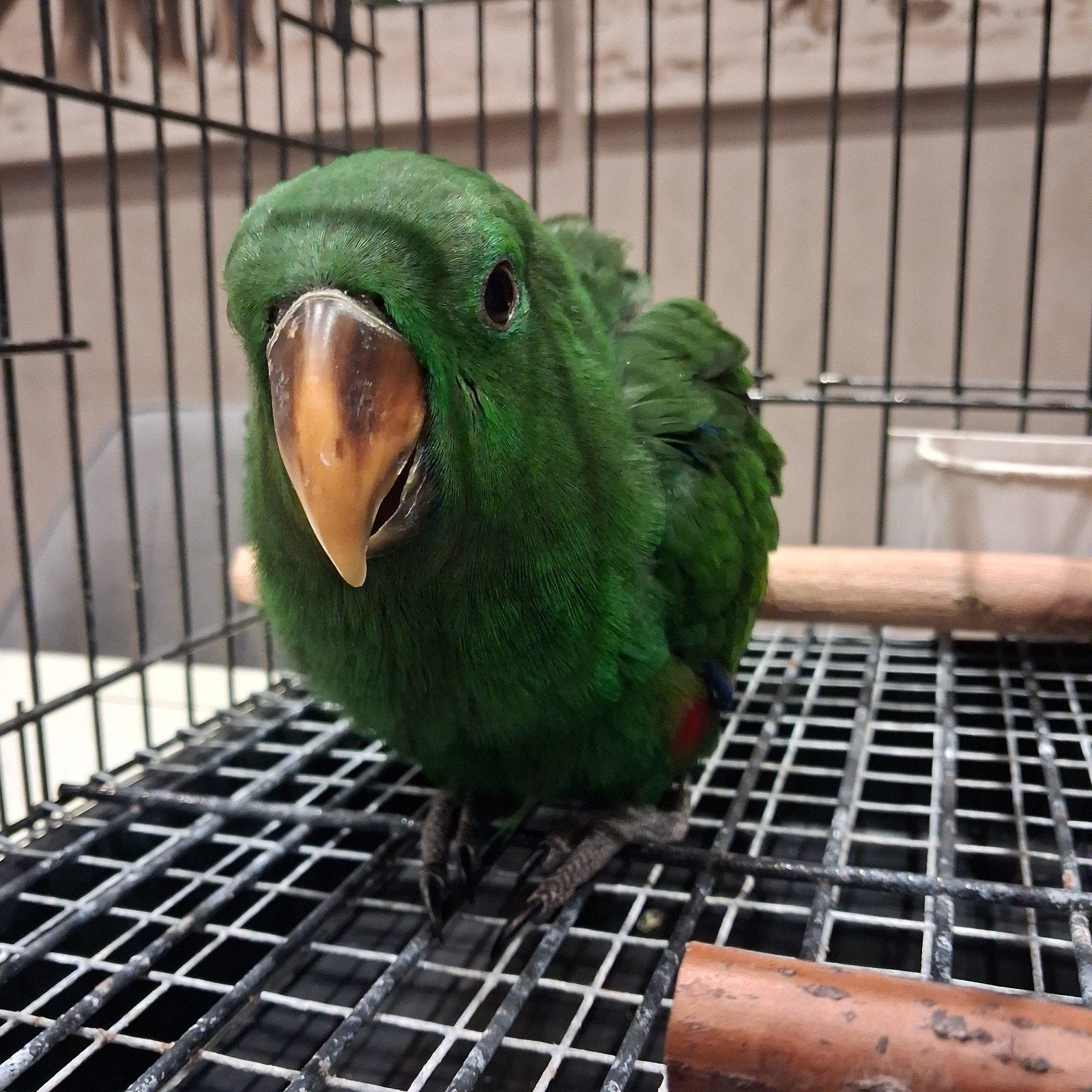 Eclectus Mâle non apprivoisée, Mâle, Perroquet, Bagué