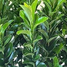 Euonymus Green Spire, Tuin en Terras, Planten | Tuinplanten, Ophalen, Halfschaduw