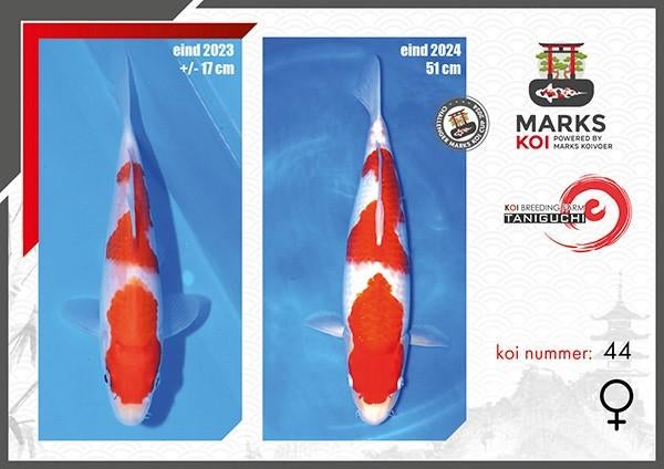 VHQ Japanse koi kohaku, Animaux & Accessoires, Poissons | Poissons d'étang, Carpe ou Koï