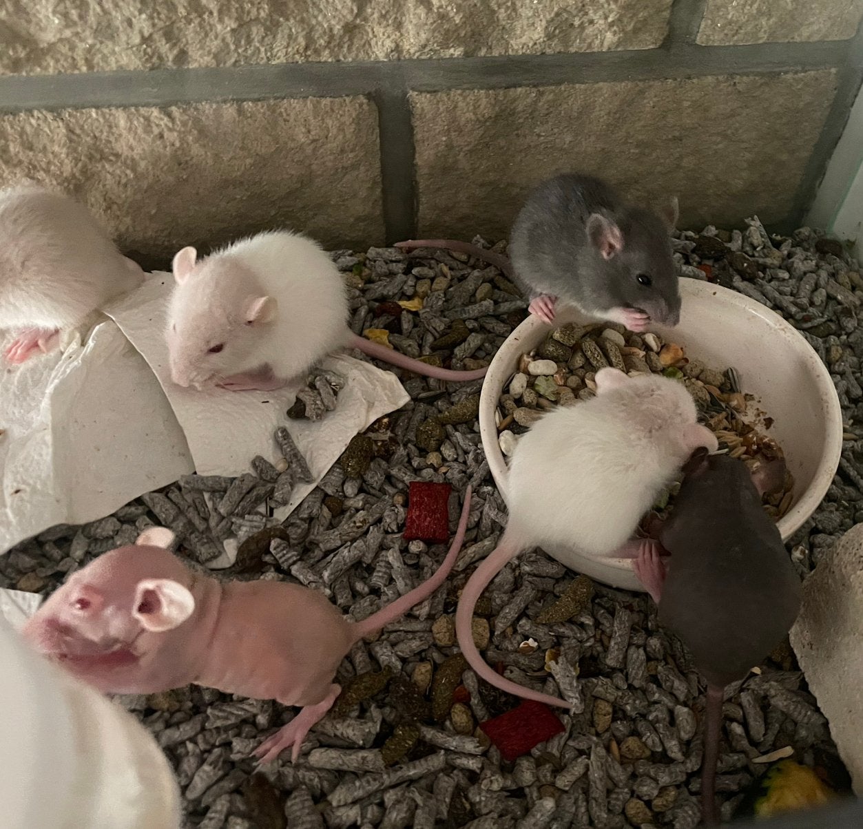 Ratons dumbo, nu et standard - Nés 22/05, Dieren en Toebehoren, Rat, Mei, Meerdere dieren, Tam