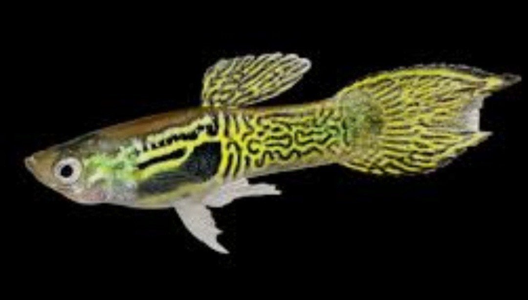 Endler Snakeskin, Animaux & Accessoires, Poisson, Poisson d'eau douce