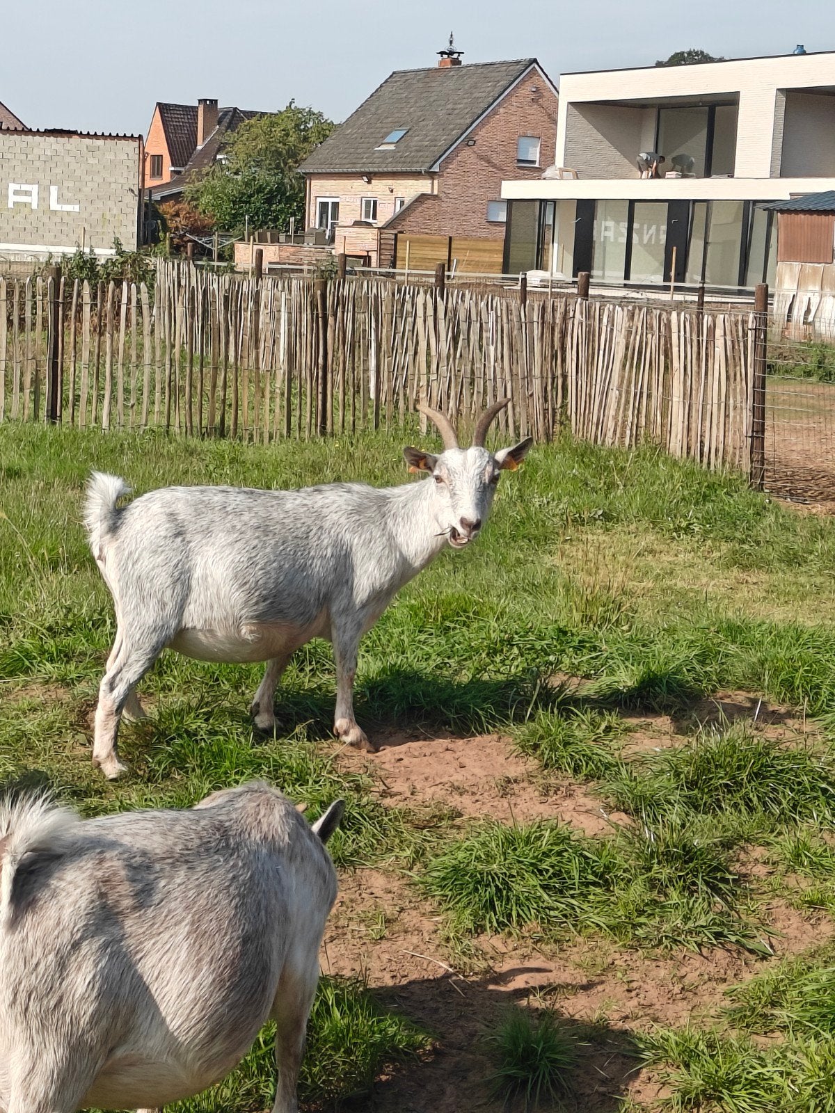 Drie mooie miekes liefst samen weg, Dieren en Toebehoren