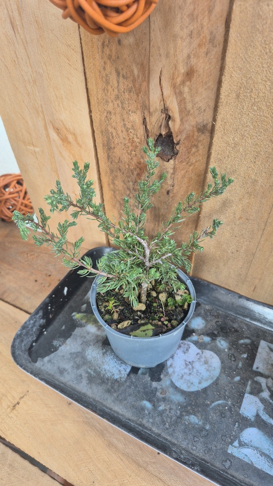 lot de 2 pre bonsai, Tuin en Terras, Ophalen of Verzenden